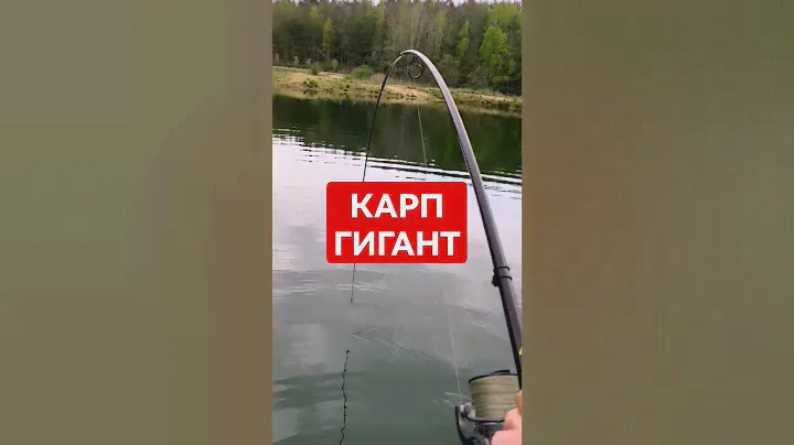 Клюнул огромный карп #карпфишинг