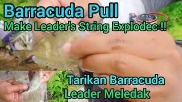 Barracuda Pull Make Leader's String Explodec ‼ Tarikan Barracuda, Leader Meledak ‼