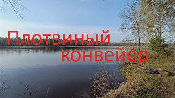Плотвиный конвейер. Рыбхоз Гжелка. 25.04.2024.