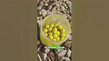 The BEST Carp Hookbaits in the world! 🟡🌍