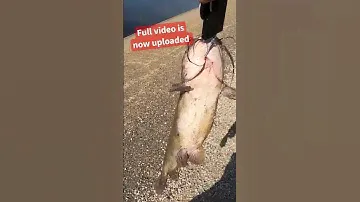 THIS is the ULTIMATE Fishing rig {Circle Hooks}