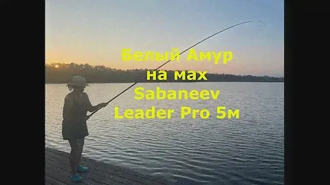Огромный Белый Амур на маховую удочку Sabaneev Leader Pro Максим Балаев