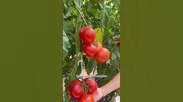 Лидер мировой селекции! томат Армада🍅обзор УСАДЬБА-СЕМЕНА