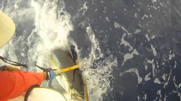 At leader on Gary Nardi's 235 lb Yellowfin Tuna