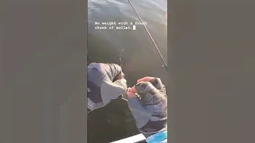 How To Rig Cut-Mullet To Catch Redfish On The Flats