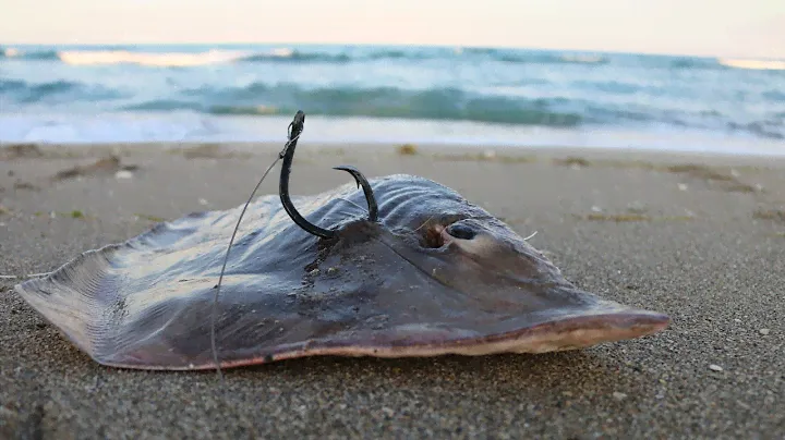 How to Hook and Anchor a Shark Bait (Tackle Tuesday #15)